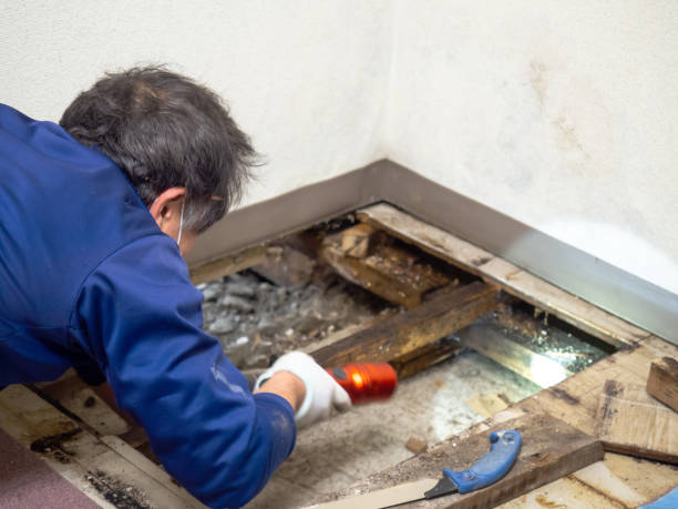 Best Professional Mold Removal  in Cumberland Head, NY