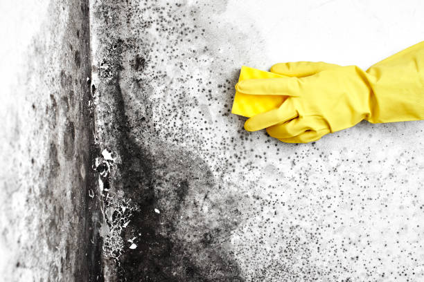 Best Fast Mold Removal  in Cumberland Head, NY
