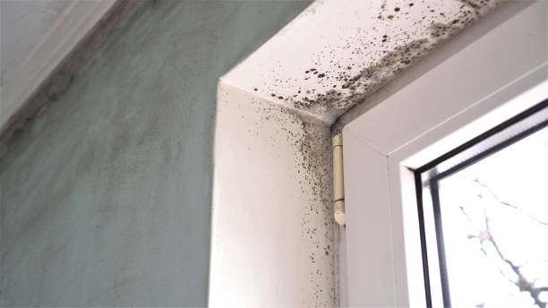 Best Toxic Mold Removal  in Cumberland Head, NY