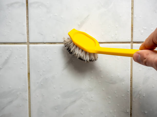 Best Mold Damage Repair  in Cumberland Head, NY
