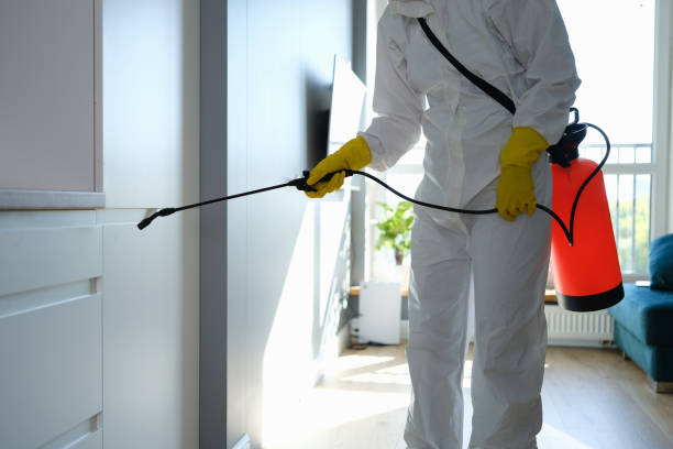 Certified Mold Removal in Cumberland Head, NY