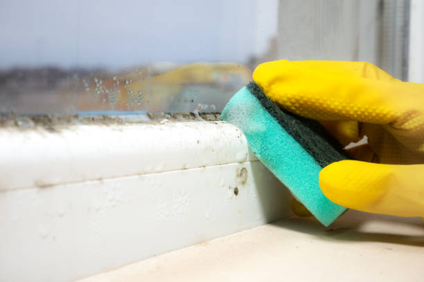 Best Residential Mold Removal  in Cumberland Head, NY