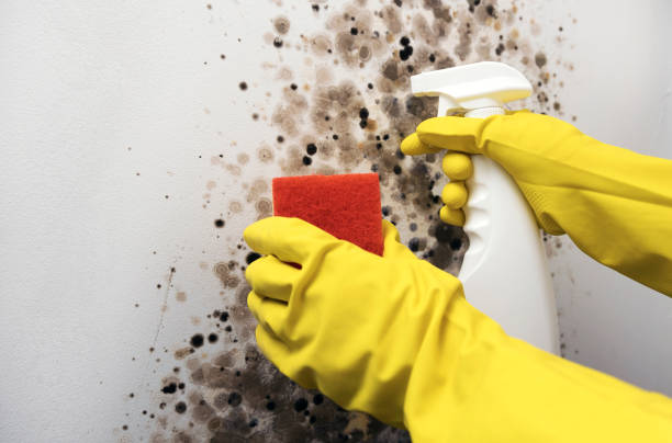 Best Office Mold Removal Services  in Cumberland Head, NY