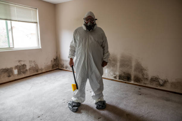 Best Mold Testing  in Cumberland Head, NY