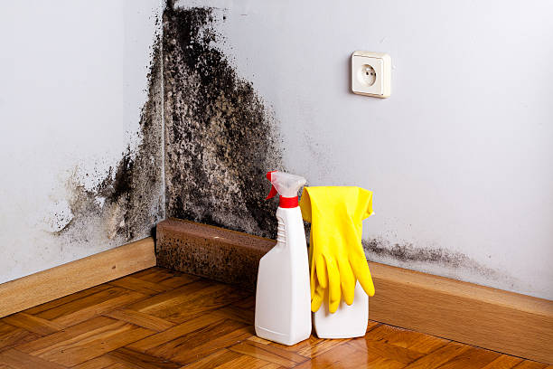 Attic Mold Removal in Cumberland Head, NY