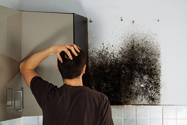 Best Emergency Mold Removal  in Cumberland Head, NY