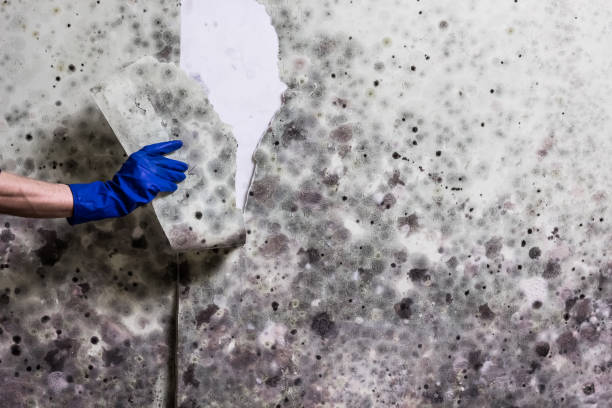 Best Attic Mold Removal  in Cumberland Head, NY