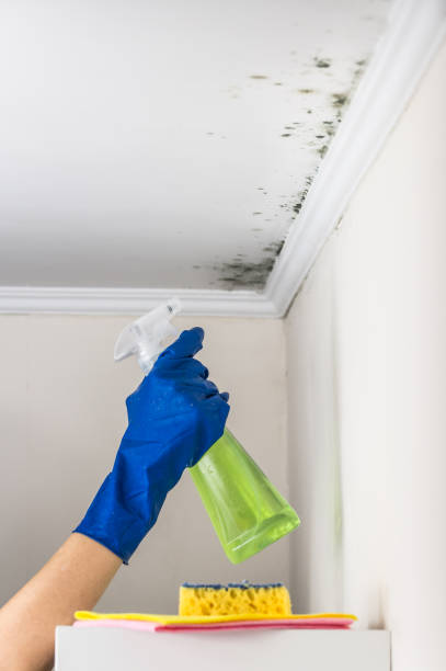 Best Local Mold Removal Service  in Cumberland Head, NY