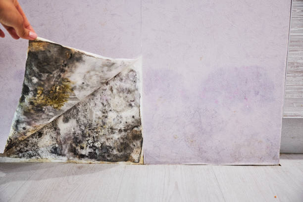 Best Fast Mold Removal  in Cumberland Head, NY